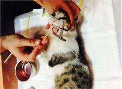 نقض آشکار قانون حمایت از حیوانات در شهرک اکباتان؛مدیرعامل یک بلوک گربه ها را به کام مرگ فرستاد!!