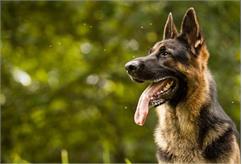 7 قدم برای آموزش تربیت سگ نگهبان ژرمن شپرد