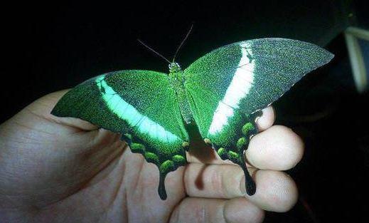 عکس: زیباترین پروانه جهان!