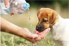 نیاز روزانه توله سگ به آب چقدر است؟