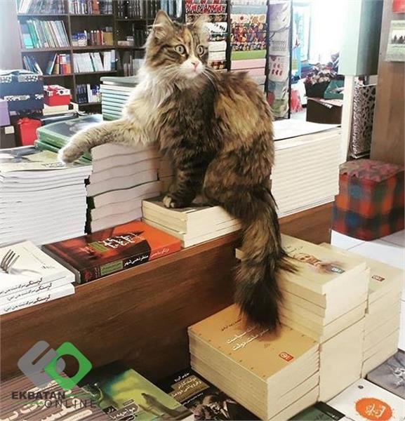 کتاب اکباتان | کتابفروشی در شهرک اکباتان 3