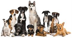 کدام یک از  نژادهای سگ خانگی را می‌توان با هم نگهداری کرد؟