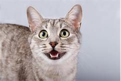 چطور متوجه شویم که دندان‌های شیری گربه‌ یا سگمان لق شده؟