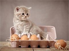 آیا تخم‌مرغ برای گربه مفید است؟