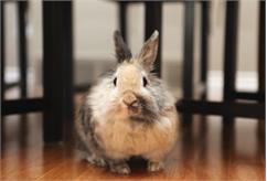 نکاتی در راستای ایمن‌سازی خانه برای خرگوش‌ها