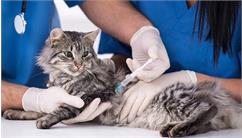 انواع واکسن گربه‌ها را بشناسید!