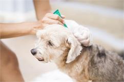 شایع‌ترین بیماری‌های انگلی در سگ‌ها + راه‌های پیشگیری و درمان آنها