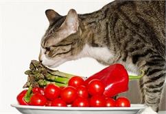 بررسی سبزیجات مورد علاقه گربه