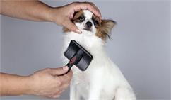 چطور شوره موی سگ را درمان کنیم؟