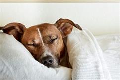علت خواب زیاد در سگ ها