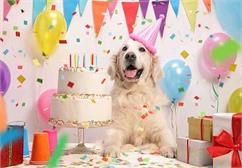 طرز تهیه کیک تولد برای سگ شما