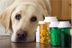 افزایش ویتامین سی در بدن سگ چه عوارضی دارد؟