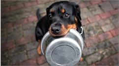 راهنمای کامل غذای مناسب برای سگ روتوایلر