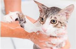 آیا گربه ها به حمام کردن احتیاج دارند؟