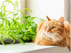 کدام گیاهان برای گربه‌ها سمی هستند؟