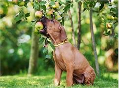 آیا سیب برای سگ مناسب است یا خیر؟
