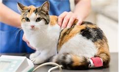 جراحات و سوختگی در گربه ها