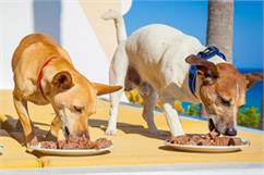 غذای خشک برای سگ بهتر است یا غذای کنسروی؟