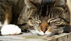 اختلالات سلامتی در گربه های پیر