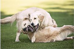 درک تفاوت بازی با دعوای سگ‌ها