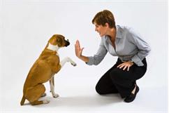 نکاتی درباره انتخاب مربی سگ حرفه‌ای