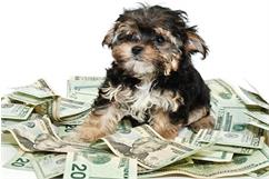 هزینه تقریبی نگهداری از یک توله سگ چقدر است؟