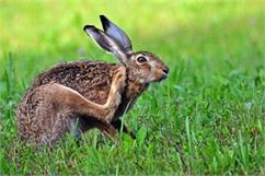در رابطه با خارش بدن خرگوش بیشتر بدانیم