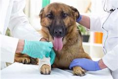 علل شکستگی استخوان در سگ ها