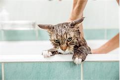 علت تنفر گربه‌ها از آب چیست؟