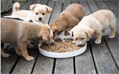 بهترین رژیم غذایی برای توله سگ چیست؟