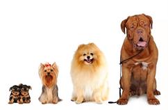 معرفی هفت نوع از نژاد اصلی سگ