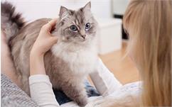 آشنایی با بیماری‌های گربه (درماتوفیت گربه + آتوپی گربه)