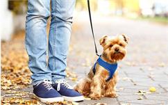 مواردی که باید درباره پیاده روی با سگ ها بدانید