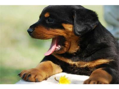 علائم، درمان و پیشگیری بیماری کنل کاف در سگ ها