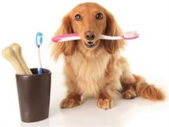 توصیه های دندانپزشکی برای سگ خانگی شما