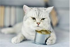 درباره غذای کنسروی گربه بیشتر بدانید